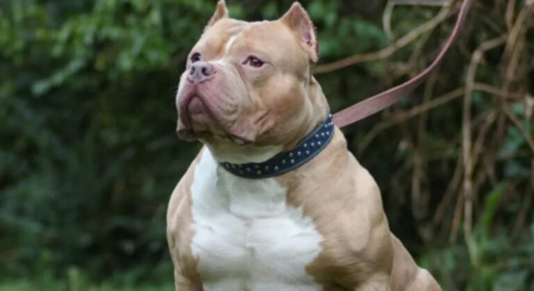 Un nene de 2 años quedó al cuidado de sus hermanitos y murió tras ser atacado por un pitbull