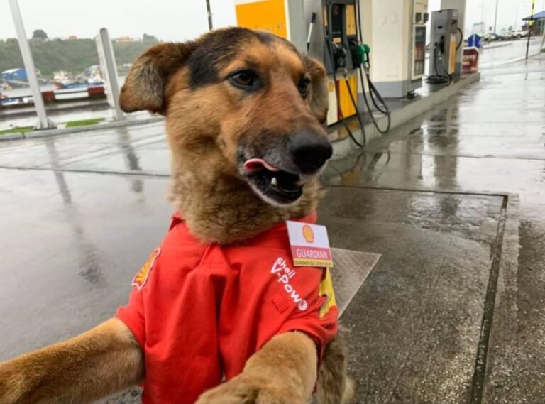 Empleados de una estación de servicio adoptaron a un perro callejero y ahora “trabaja” con ellos
