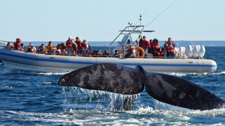 Comenzó la temporada de avistamiento de ballenas en Puerto Pirámides
