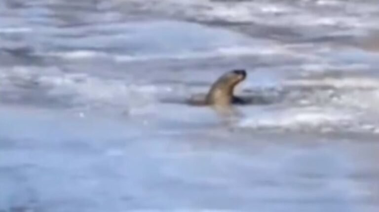 Un pequeño lobo marino quedó atrapado por el hielo en el río Chubut
