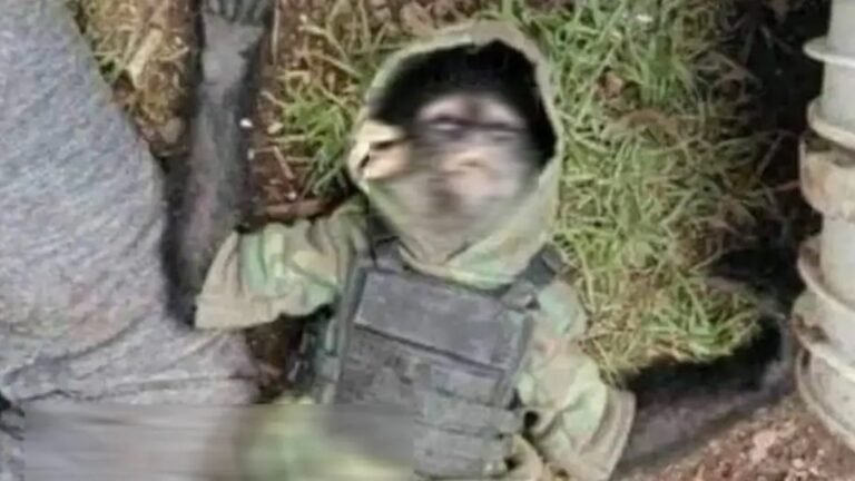 Un mono vestido de sicario y con chaleco antibalas fue abatido en un enfrentamiento narco