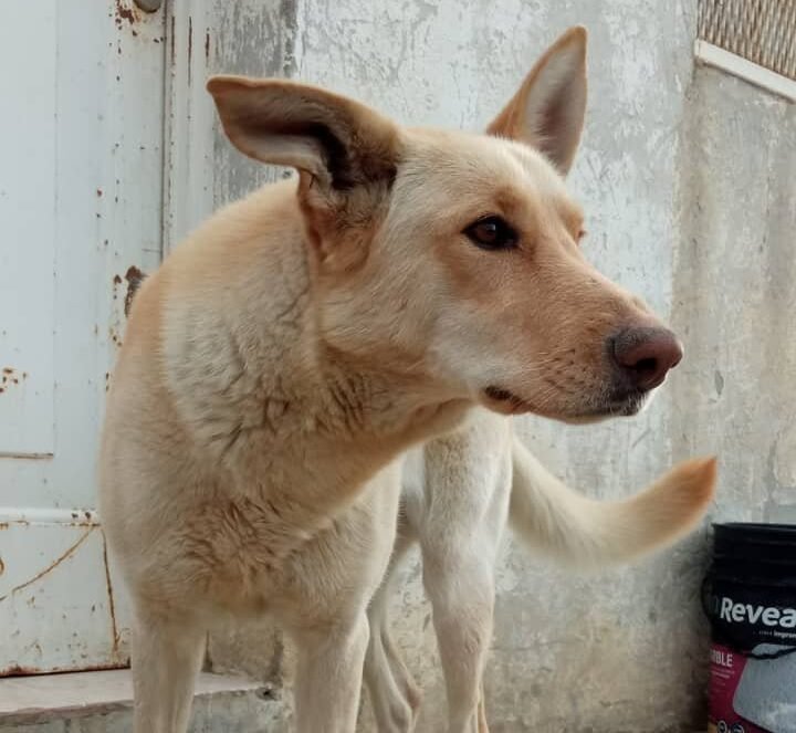 Hanna hace dos años que espera un hogar