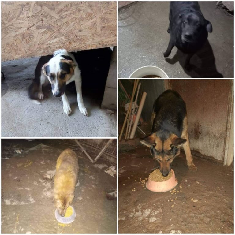 Su dueño falleció y buscan adoptantes para 10 perritos