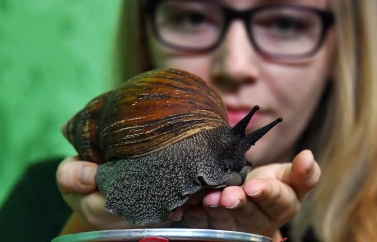 Invasión de caracoles gigantes pone en cuarentena a todo un condado en EEUU 