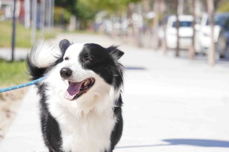 Esterilización y vacunación antirrabica para perros y gatos