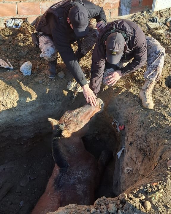 Rescataron a un caballo enterrado en greda y con principio de hipotermia