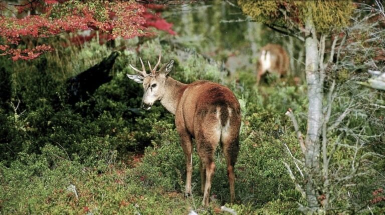 El exceso de caza del huemul lo puso en peligro de extinción