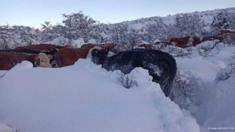 El ganado lucha por sobrevivir en la nieve de la cordillera