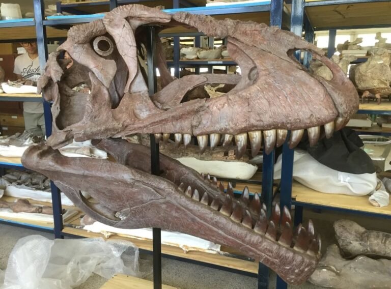 Hallan uno de los esqueletos de dinosaurio más completo del mundo