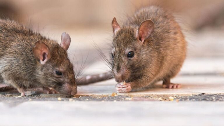 Aislaron a 12 personas que tuvieron contacto con la nena que murió por Hantavirus