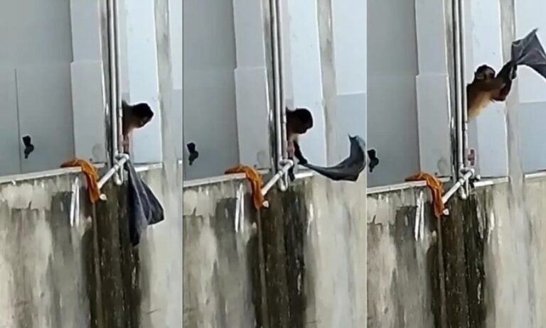 Mono armado con cuchillo causa terror en una ciudad de Brasil