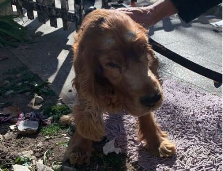 Abandonó a un perro ciego junto a una carta y ahora le buscan familia