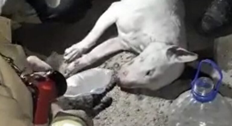 Rescataron a dos mascotas asfixiadas en un incendio