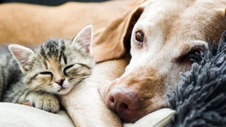 Jujuy aprobó una ley que considerá a las mascotas como “seres sintientes”