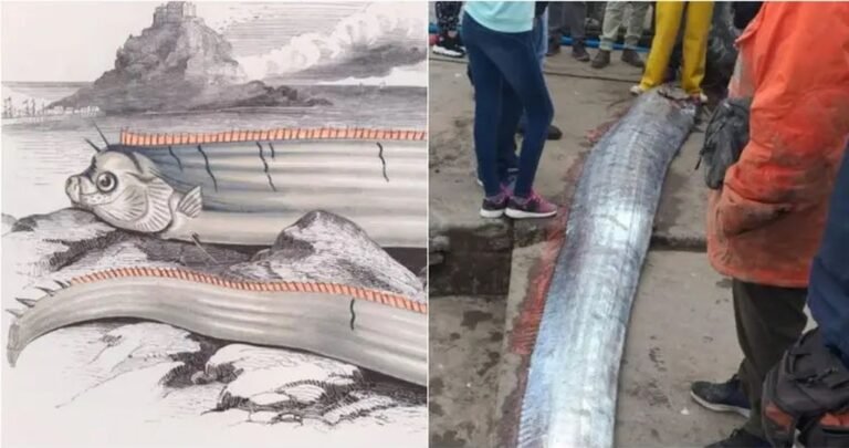 Capturaron un pez de seis metros en Chile y aseguran que predice catástrofes