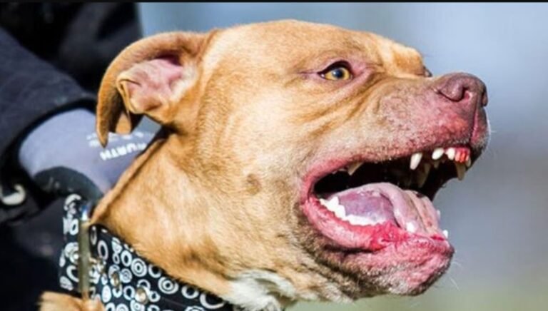 Efectivo policial fue atacado por el perro de un detenido con prisión domiciliaria