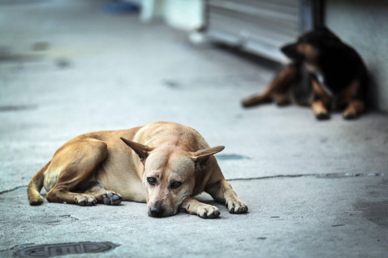 Sobrepoblación animal: convocan a una charla sobre castración masiva en Km 8