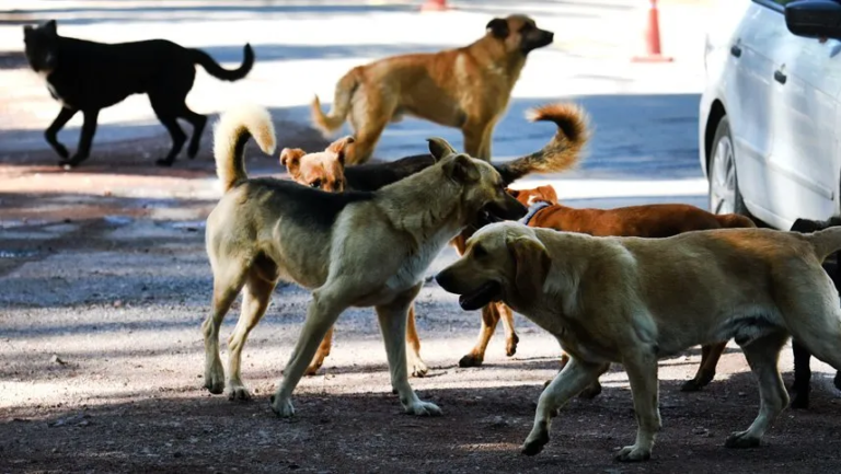 Envenamiento masivo de perros: cinco murieron y uno quedo grave