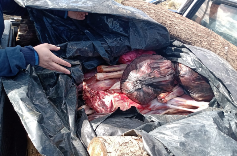 Secuestraron carne de guanaco que fue ilegalmente cazada