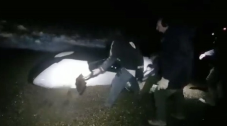 Una orca quedó varada, intentaron salvarla pero murió