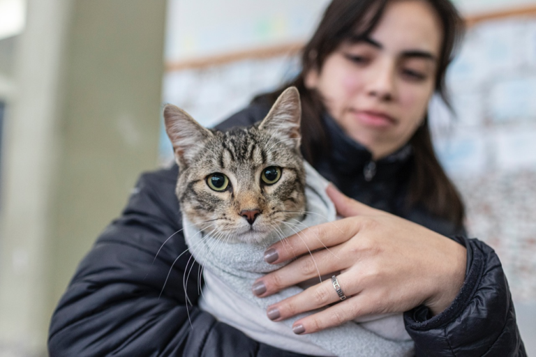 Continúa la campaña de esterilización animal en Caleta Córdova