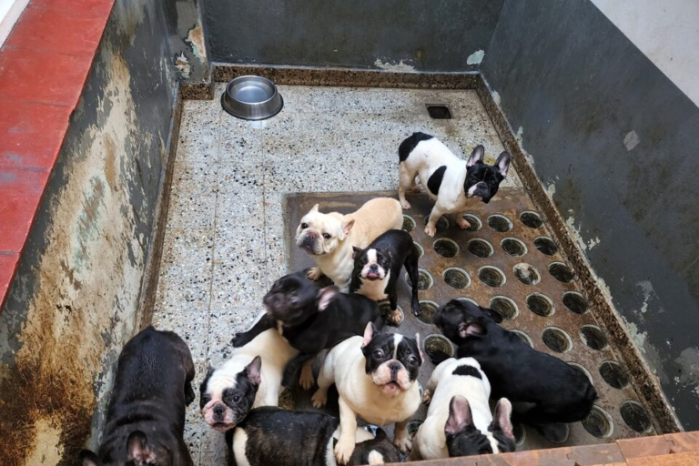 Desmontan un criadero ilegal y rescatan a 26 perros de un departamento