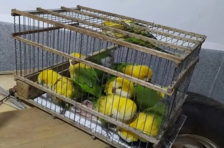 Vendían como aves exóticas a loros desteñidos con agua oxigenada