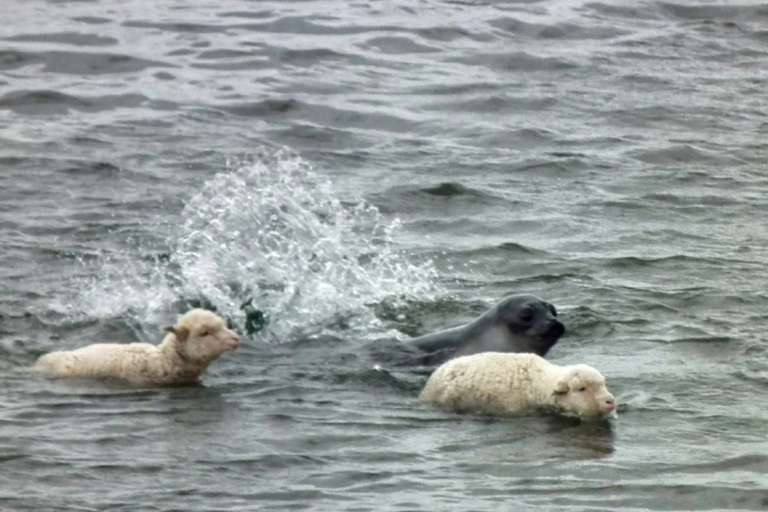 Insólita imagen: Un elefante marino y dos ovejas nadando juntos