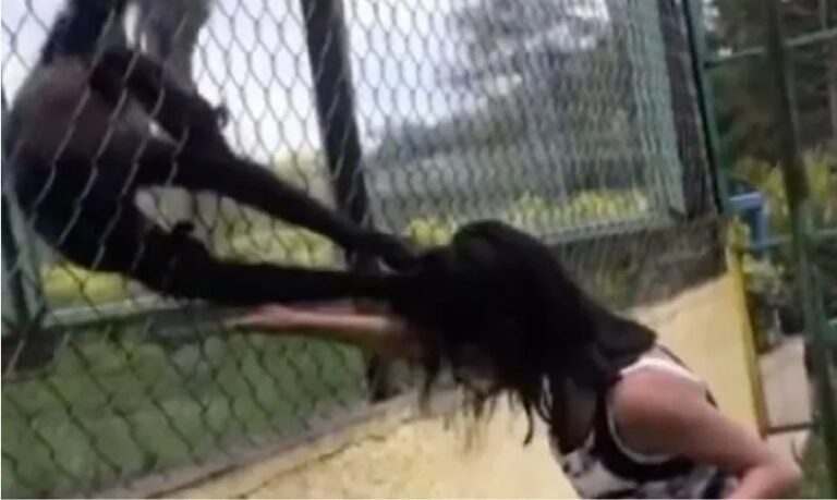 Molestaba a un mono en el zoológico y el animal la atacó