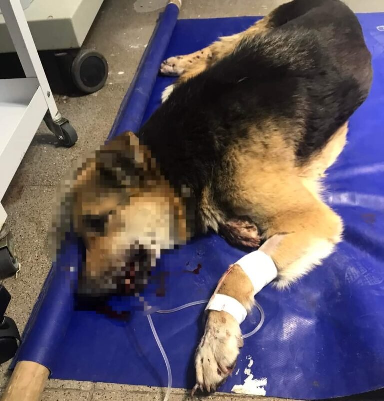 La atropellaron, rescatistas llevaron al veterinario y ahora buscan que no vuelva a la calle
