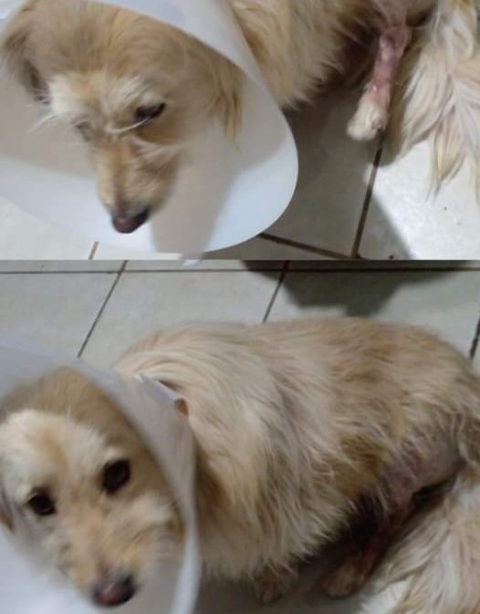 Atropellaron a su mascota y realiza un bingo para costear su operación