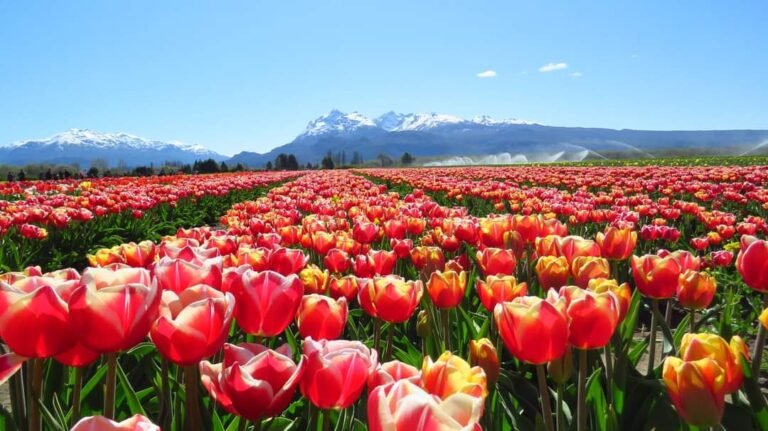 Este sábado comienza la temporada de tulipanes 