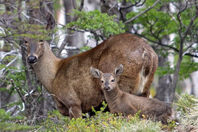 Abre en Chubut el primer centro de recría de huemules del país