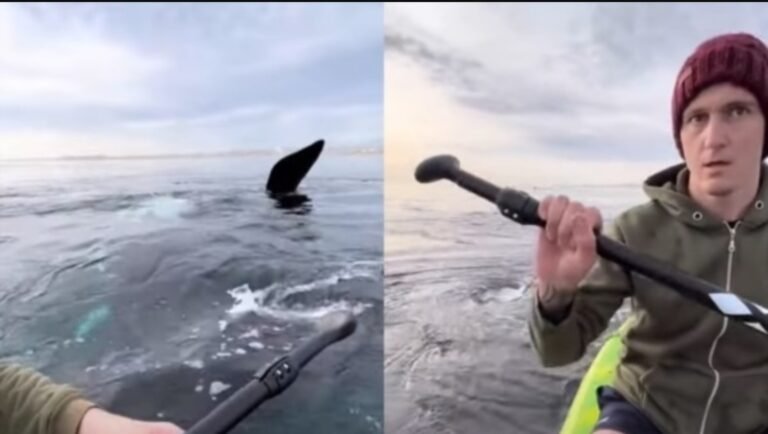 Les iniciarán sumario a los kayakistas que se filmaron cerca de las ballenas