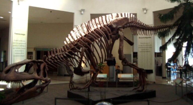 El museo Egidio Feruglio lleva a Brasil la muestra Dinosaurios de la Patagonia