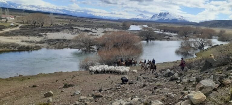 Dieron con más de 70 ovinos robados en un campo ocupado por una comunidad mapuche