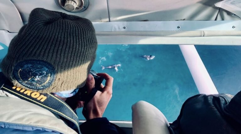 Se registró un récord de ballenas registradas en la Península Valdés