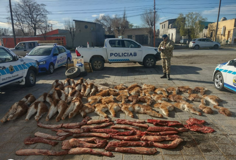 Incautaron de una camioneta cortes faenados de guanaco
