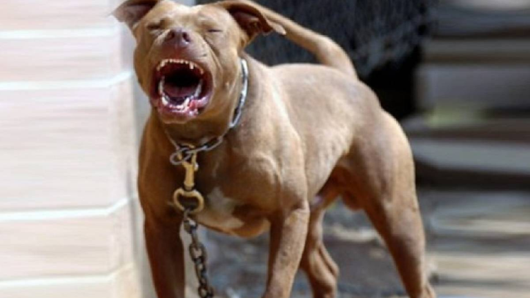 Una niña de 2 años fue atacada ferozmente por un perro