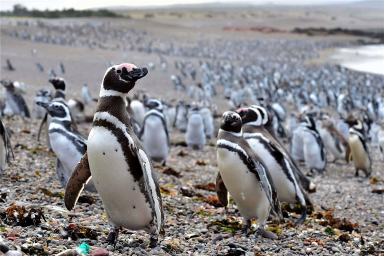 Punta Tombo: llegaron los primeros pingüinos de Magallanes a la reserva
