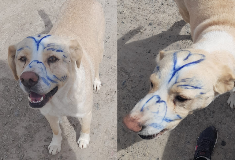 Vecinos denuncian maltratos contra perros callejeros en B° Cerro Solo