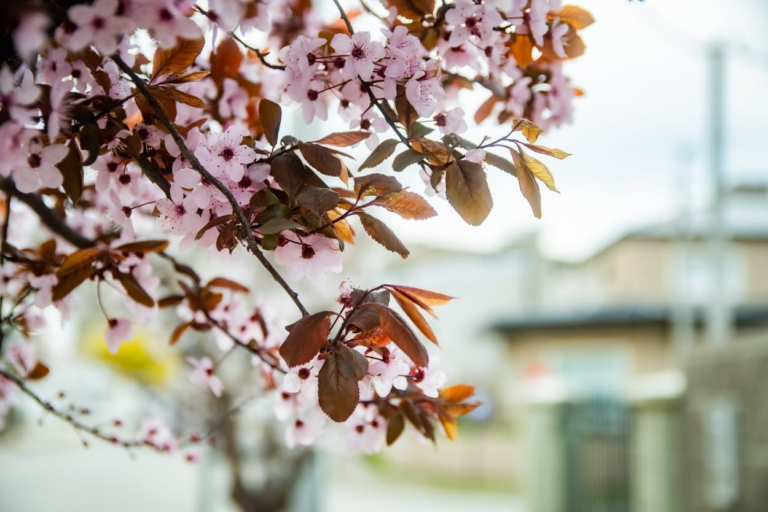 Rada Tilly incentiva a los ciudadanos a plantar árboles en las veredas