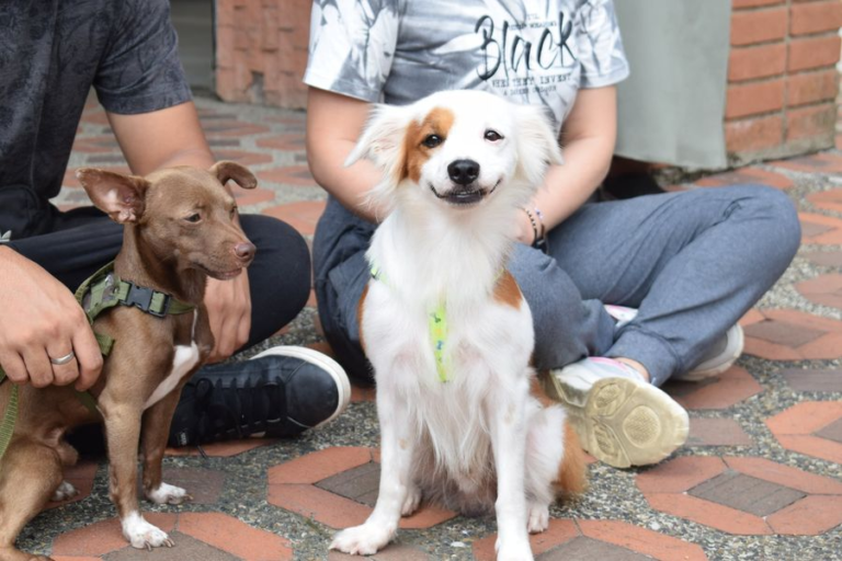 Jornada masiva de esterilización para perros y gatos