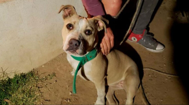 Se le incendió la casa y su perra la despertó: “Me salvó la vida”