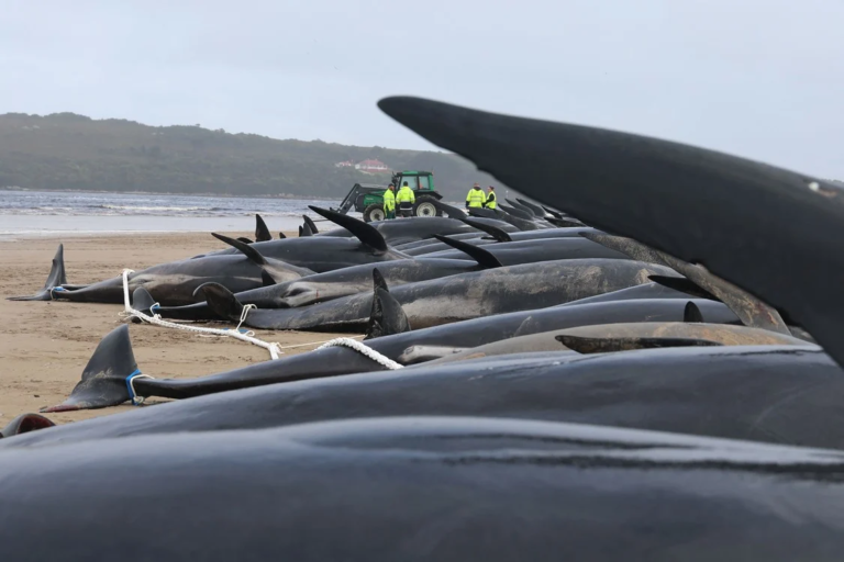 Aparecieron casi 200 ballenas muertas en una playa de Australia
