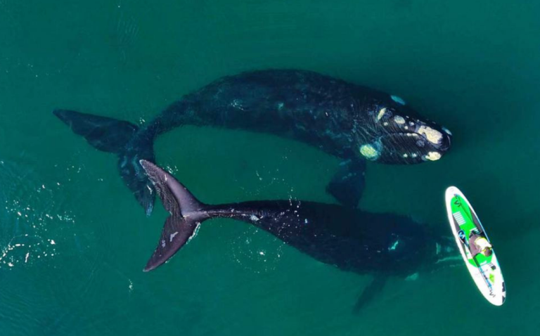 Se pondrán multas de hasta 400 mil pesos a quienes se acerquen a las ballenas