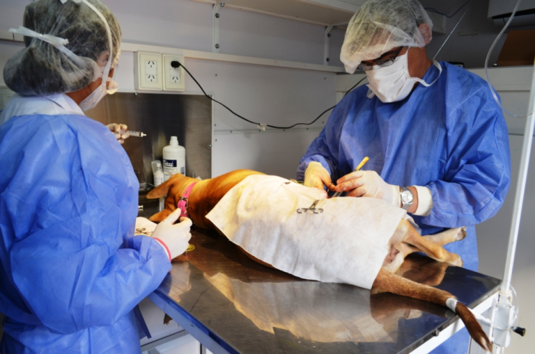 Jornada de esterilización masiva para perros y gatos