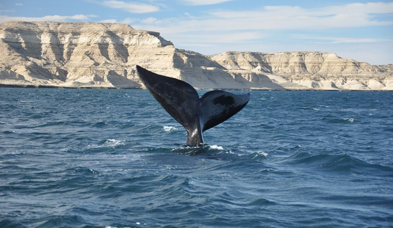 Chubut participará en la 26° edición de la Feria Internacional de Turismo