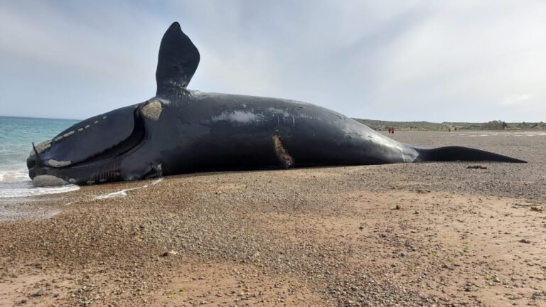 Ya son 13 las ballenas que aparecieron muertas en la costa