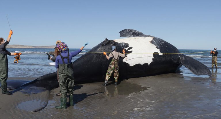 Península Valdés: suman 15 las ballenas muertas 